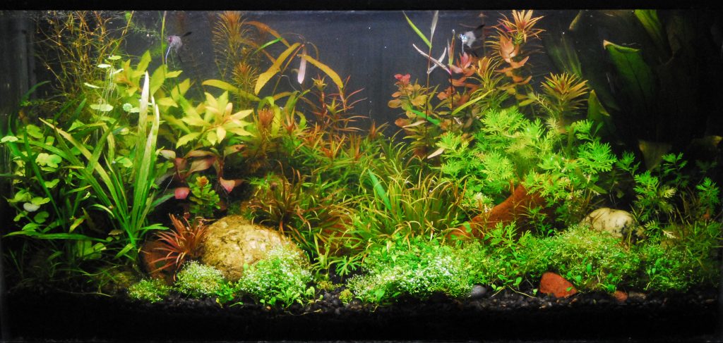 aquarium plants